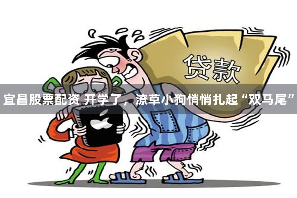 宜昌股票配资 开学了，潦草小狗悄悄扎起“双马尾”