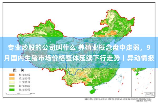 专业炒股的公司叫什么 养殖业概念盘中走弱，9月国内生猪市场价格整体延续下行走势丨异动情报